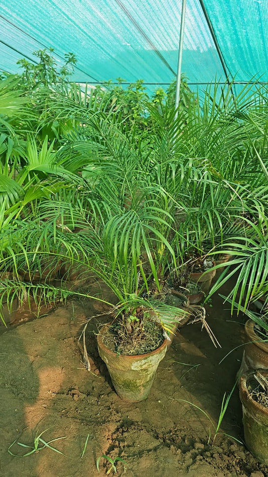 Phoenix Palm  Majestic & Long-Lasting Landscape Palm