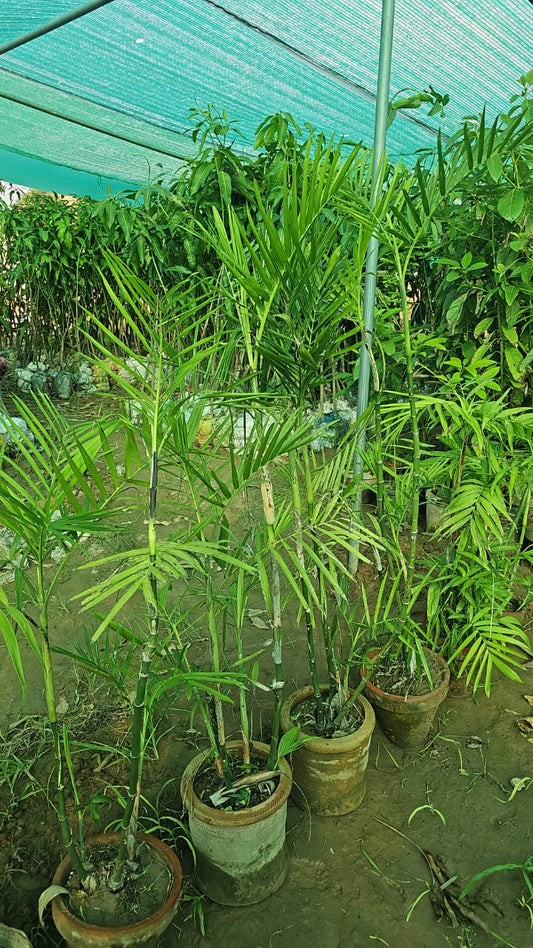 Areca Palm  Stylish Indoor & Outdoor Greenery
