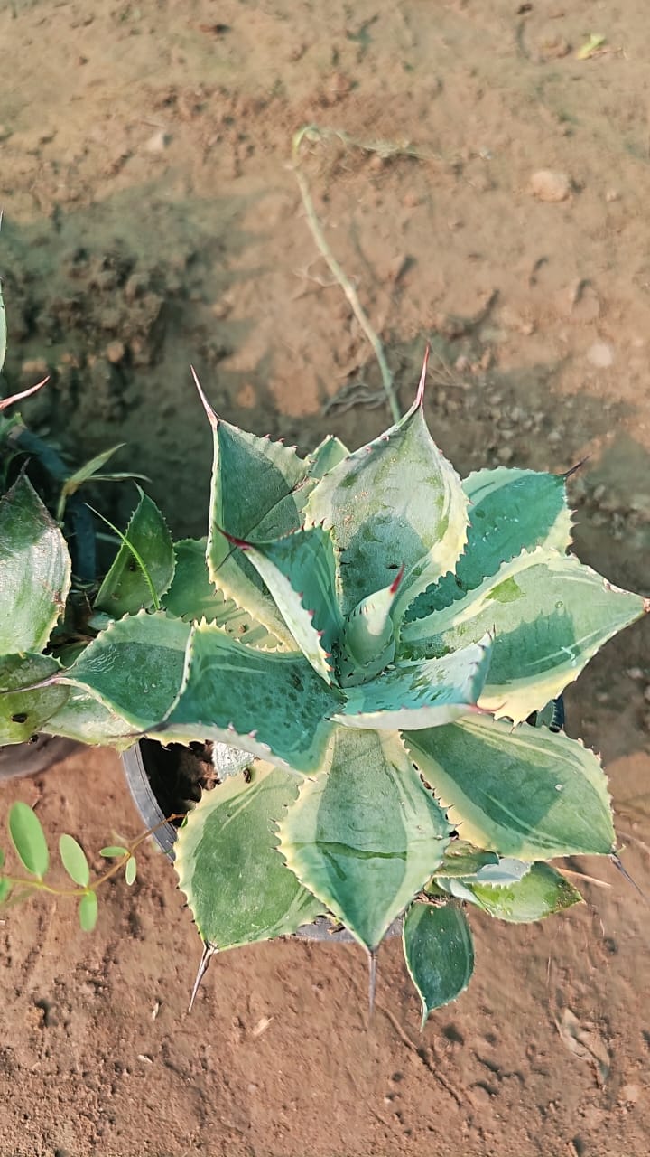 Variegated Agave  Striking Desert Beauty