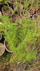 Asparagus Fern  Lush & Elegant Greenery