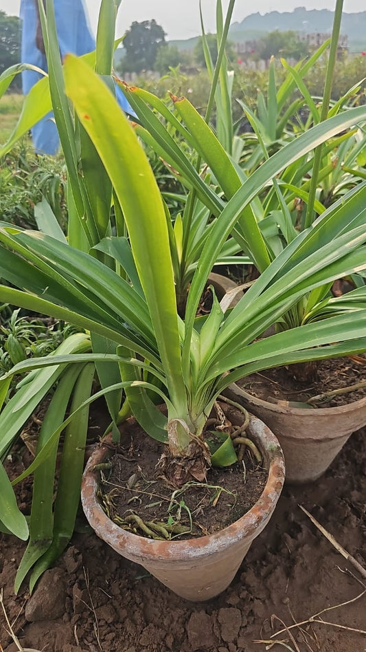 Imported Agapanthus Plant  Elegant Perennial Blooms