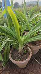Imported Agapanthus Plant  Elegant Perennial Blooms