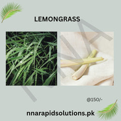 Lemon Grass Plant  Fresh Fragrant Herb for Garden & Home