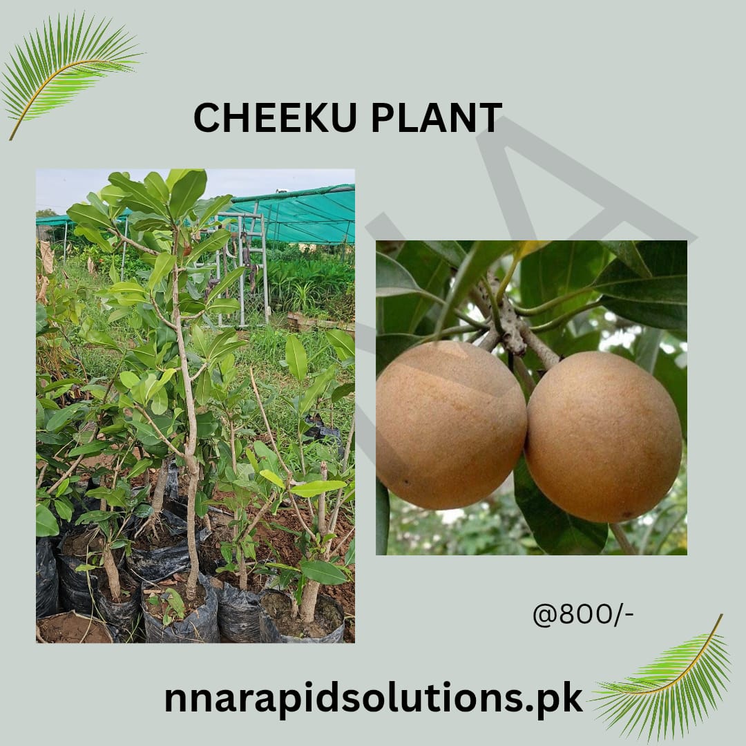 Cheeku (Sapodilla) Plant  Sweet Tropical Fruit Tree