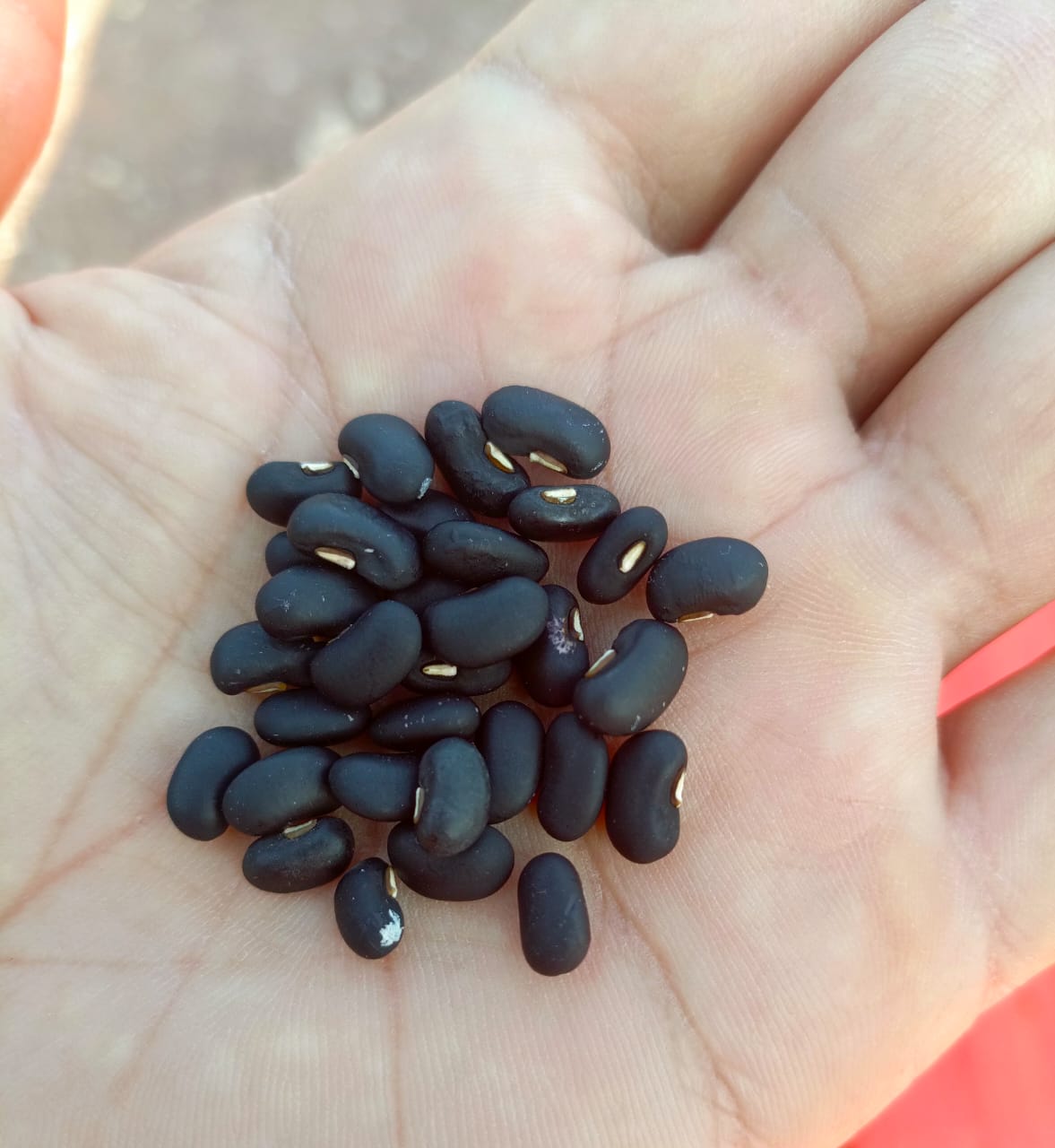 Black Beans Seeds – High Yield Nutritious Bean for Kitchen Gardens