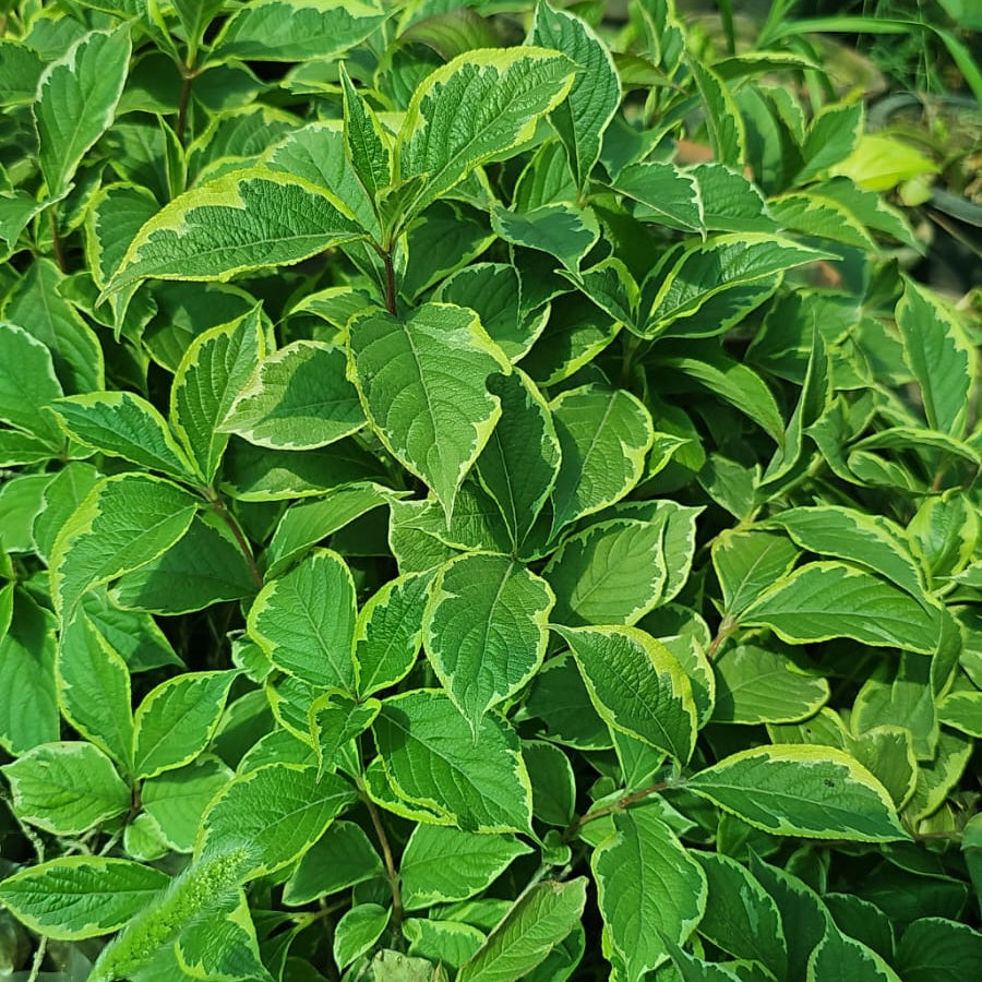 Variegated Weigela Plant – Cream & Green Foliage with Pink Flowers