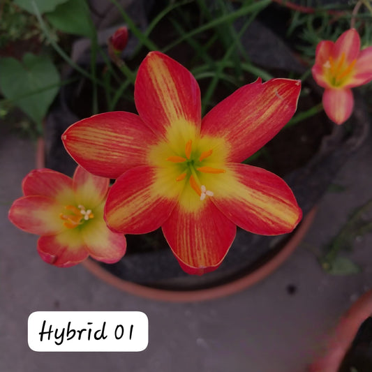 2-Toned Rain Lily Bulbs (Hybrid 01)– Premium Bi-Color Collection