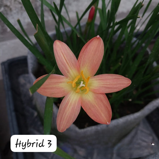 2-Toned Rain Lily Bulbs (Hybrid 03)– Premium Bi-Color Collection