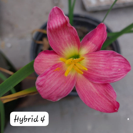 2-Toned Rain Lily Bulbs (Hybrid 04)– Premium Bi-Color Collection