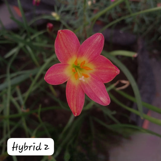2-Toned Rain Lily Bulbs (Hybrid 02)– Premium Bi-Color Collection