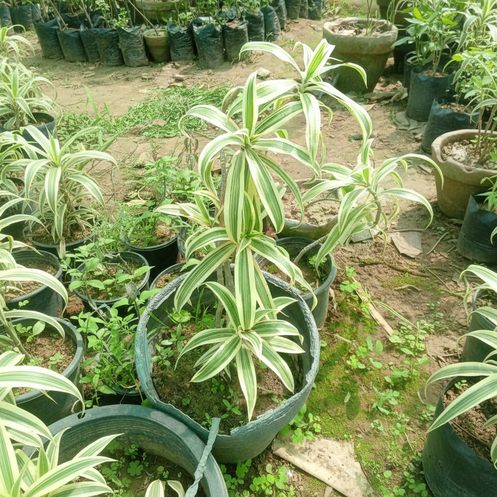 Song of India – Dracaena Reflexa Decorative Plant