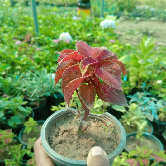 Coleus Plants – Vibrant Colorful Foliage Plants