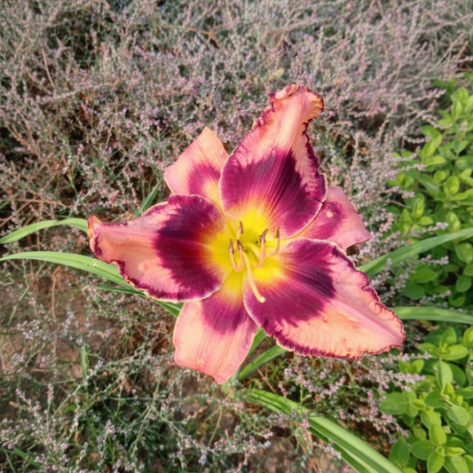 Imported Day Lily Bulbs – Premium Hybrid Zephyranthes Collection
