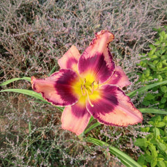 Imported Day Lily Bulbs – Premium Hybrid Zephyranthes Collection