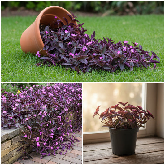 Purple Heart Plant – Tradescantia Pallida Ornamental Foliage Plant