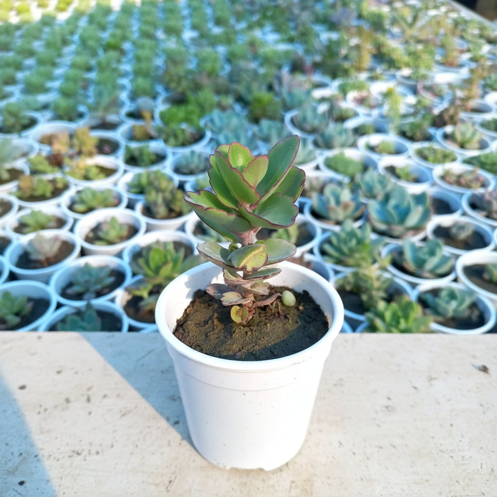 Kalanchoe Succulent – Kalanchoe Blossfeldiana Flowering Plant