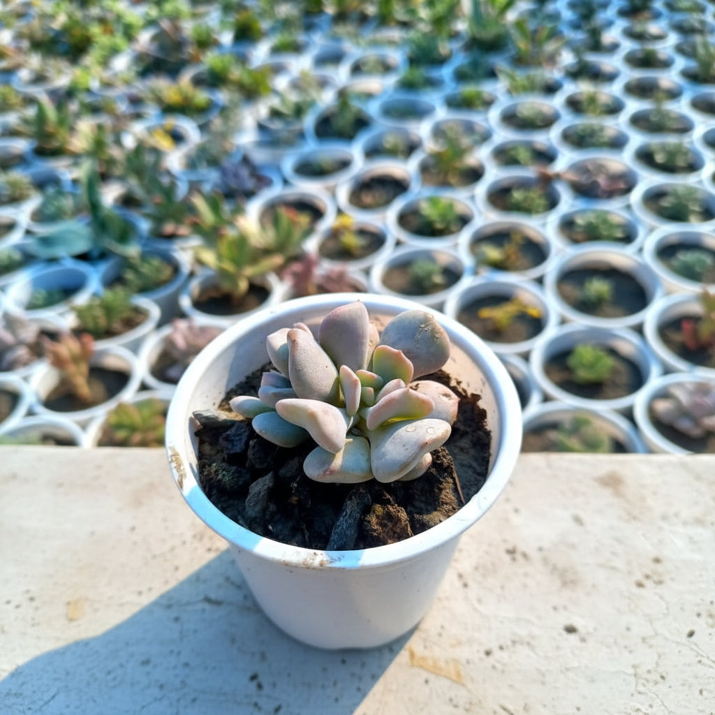 Curved Echeveria – Premium Ornamental Succulent Plant