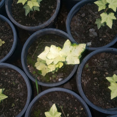 Variegated English Ivy (Pattern 3) – Hedera helix Decorative Climbing Plant