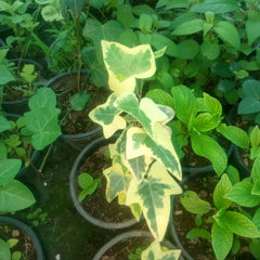 Variegated English Ivy (Pattern 2) – Hedera helix Decorative Climbing Plant