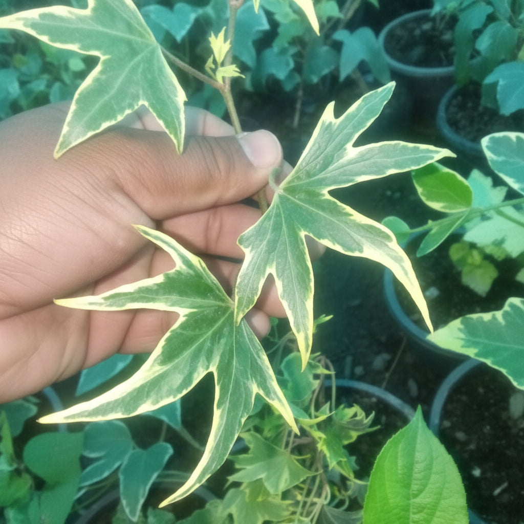 Variegated English Ivy (Pattern 5) – Hedera helix Decorative Climbing Plant
