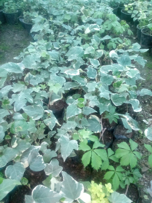 Variegated English Ivy (Pattern 4) – Hedera helix Decorative Climbing Plant