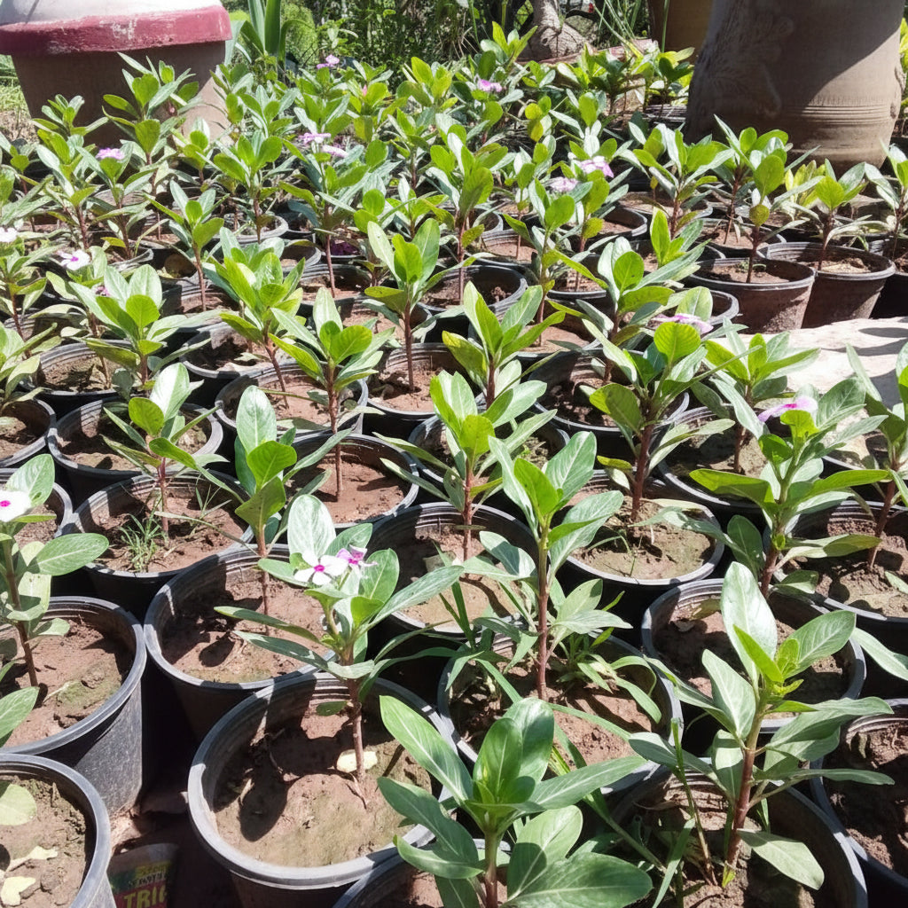 Vinca Plant – Catharanthus roseus (Periwinkle)