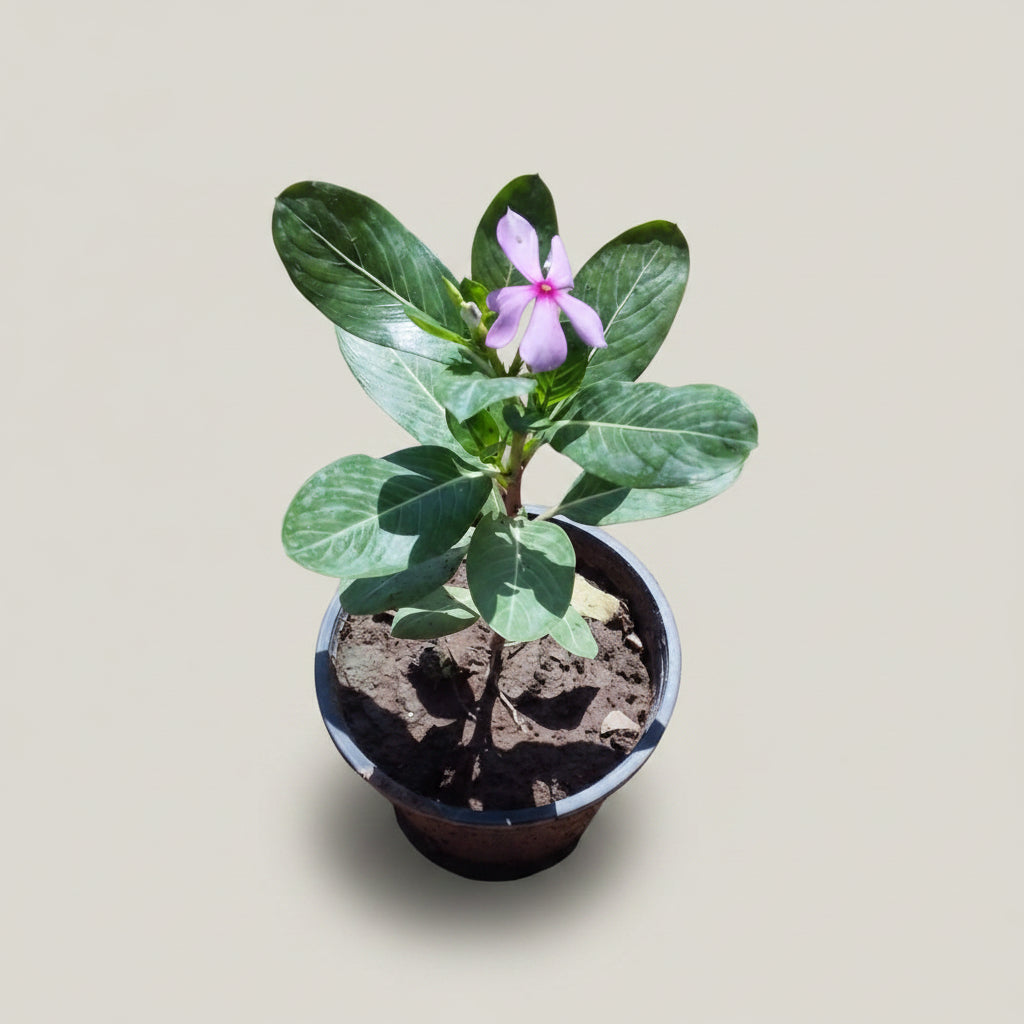 Vinca Plant – Catharanthus roseus (Periwinkle)