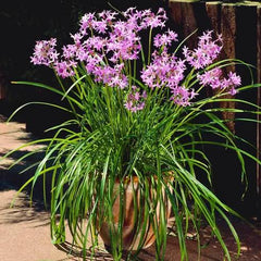 Garlic Lily Bulb – Fragrant White Flowering Bulb Plant