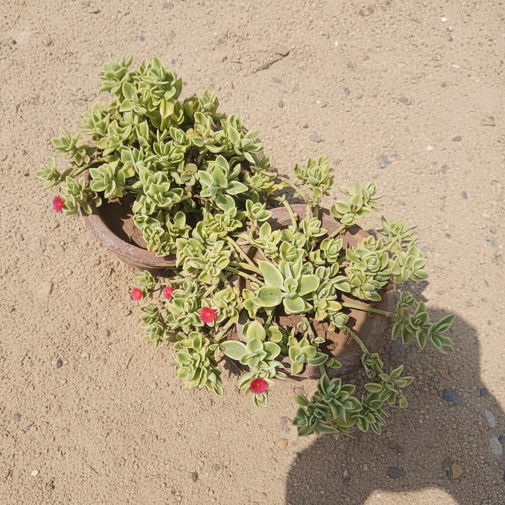 Varigated Baby Sunrose Plant – Aptenia (Ice Plant) Succulent for Ground Cover