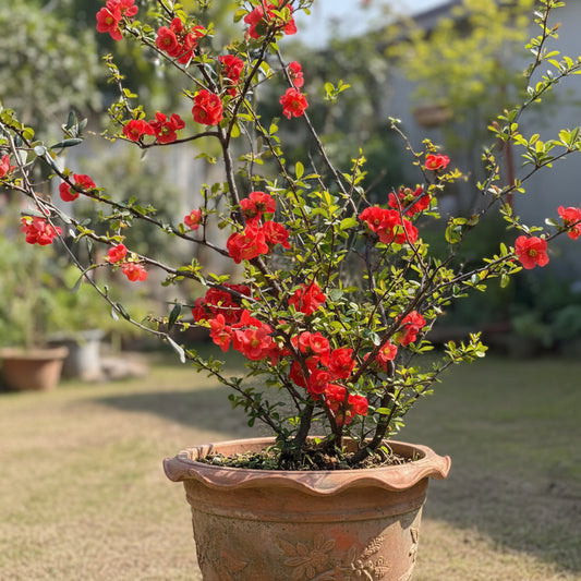 Red Sydonia Plant – Flowering Shrub