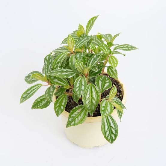 Peperomia Plant (Pelia Plant) – Compact Indoor Ornamental Plant