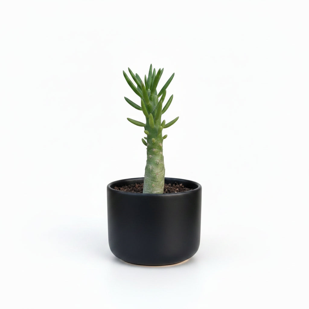 Custom Tree Succulent – Decorative Mini Succulent Tree