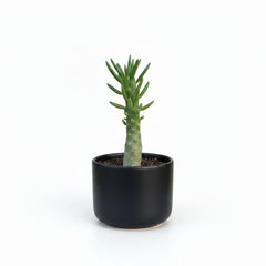 Custom Tree Succulent – Decorative Mini Succulent Tree