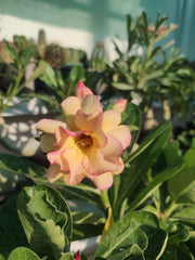 Grafted Adenium Plant – Premium Multi-Variety Desert Rose
