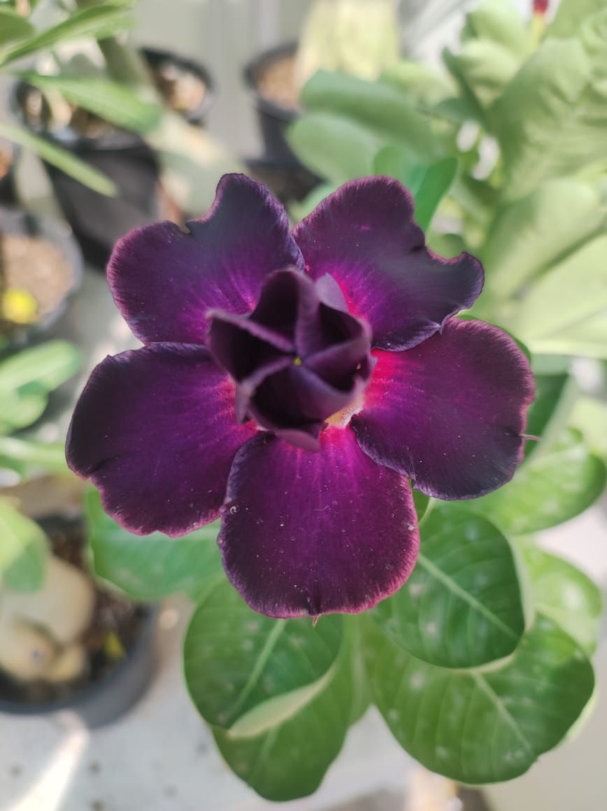 Grafted Adenium Plant – Premium Multi-Variety Desert Rose