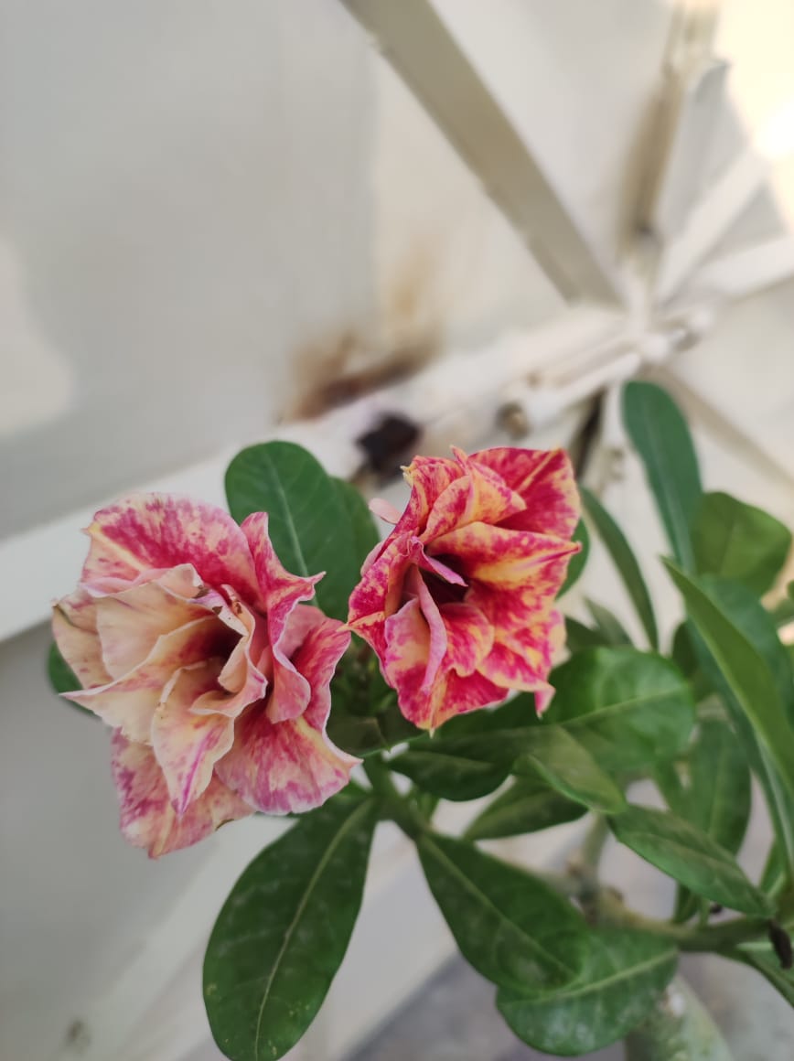 Grafted Adenium Plant – Premium Multi-Variety Desert Rose