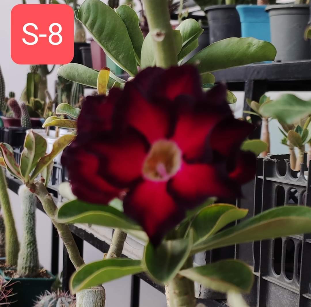 Grafted Adenium Plant – Premium Multi-Variety Desert Rose
