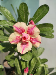 Grafted Adenium Plant – Premium Multi-Variety Desert Rose
