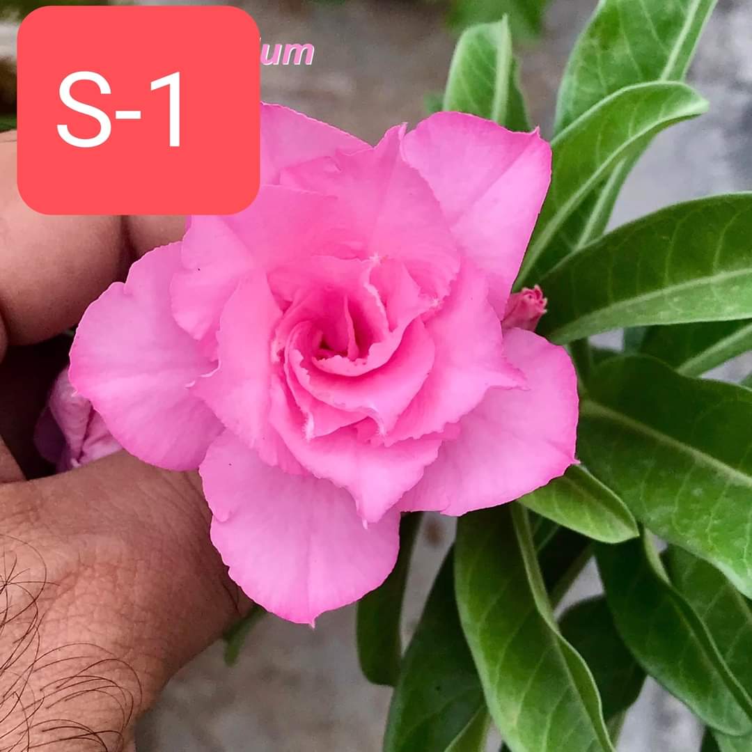 Grafted Adenium Plant – Premium Multi-Variety Desert Rose