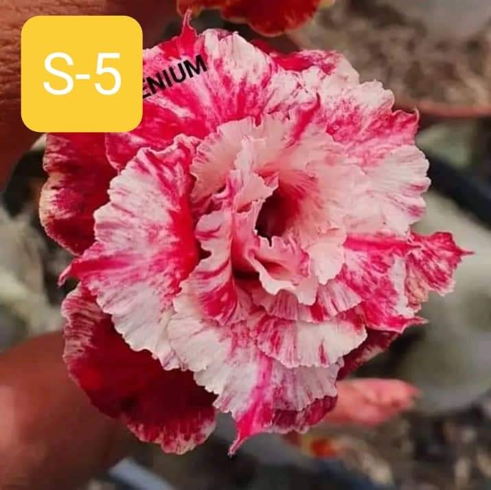 Grafted Adenium Plant – Premium Multi-Variety Desert Rose