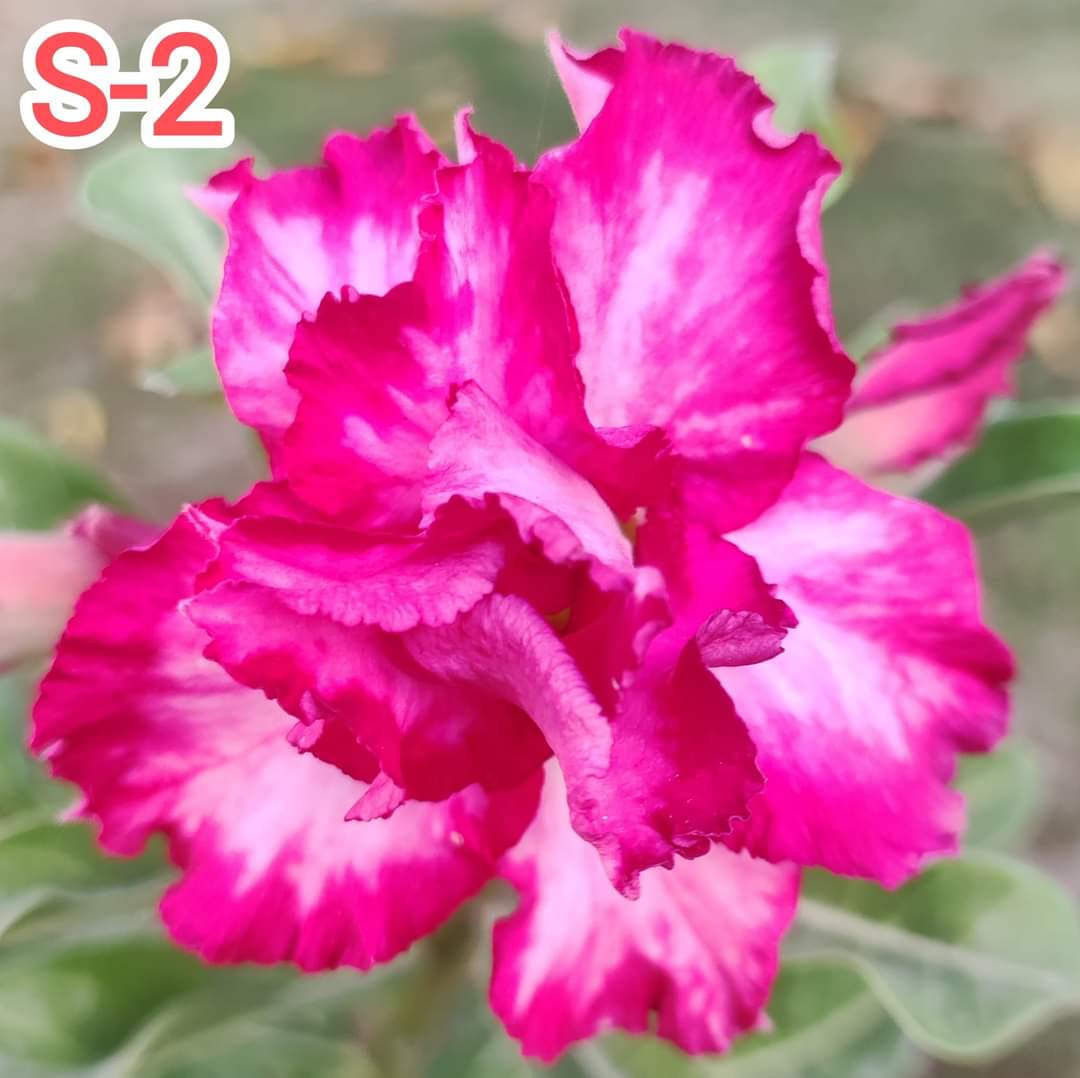 Grafted Adenium Plant – Premium Multi-Variety Desert Rose