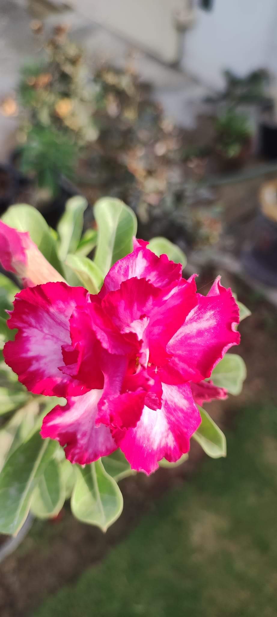 Grafted Adenium Plant – Premium Multi-Variety Desert Rose