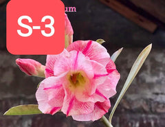 Grafted Adenium Plant – Premium Multi-Variety Desert Rose