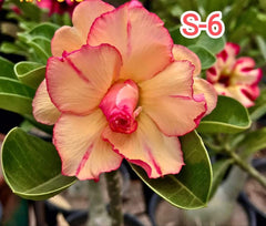 Grafted Adenium Plant – Premium Multi-Variety Desert Rose