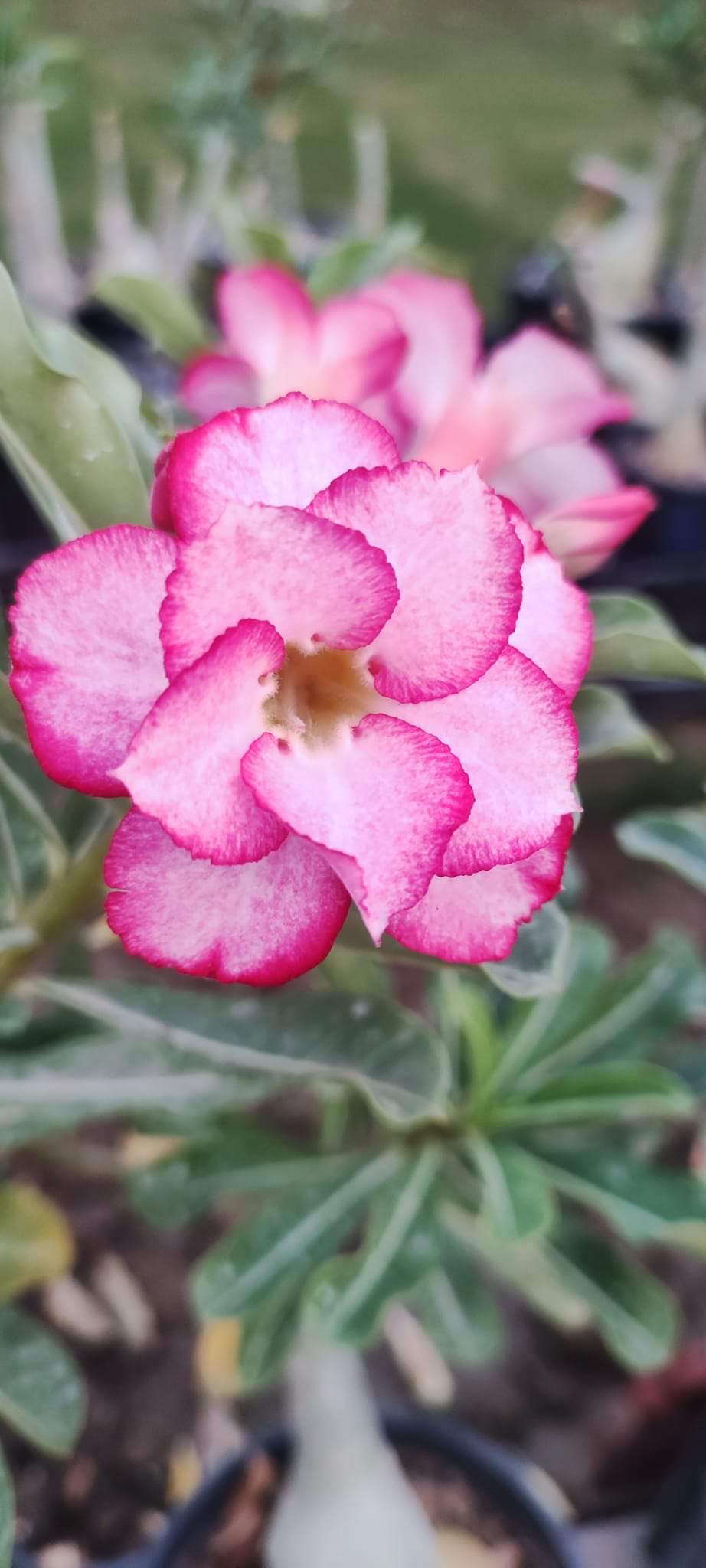 Grafted Adenium Plant – Premium Multi-Variety Desert Rose