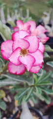 Grafted Adenium Plant – Premium Multi-Variety Desert Rose