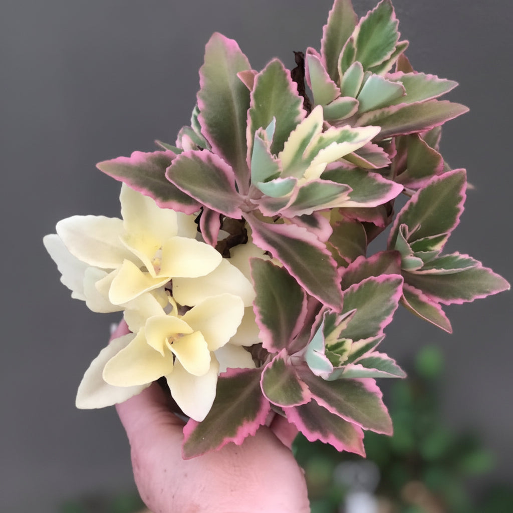 Kalanchoe laciniata Variegated Pink – Rare Pink Variegated Succulent Plant