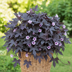 Sweet Potato Vine (Heart-Shaped) – Ornamental Trailing Vine Plant
