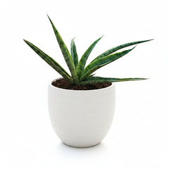 Variegated Snake Plant – Premium Sansevieria Indoor Plant