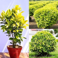 Golden Ficus Plant – Premium Ornamental Golden Foliage Plant